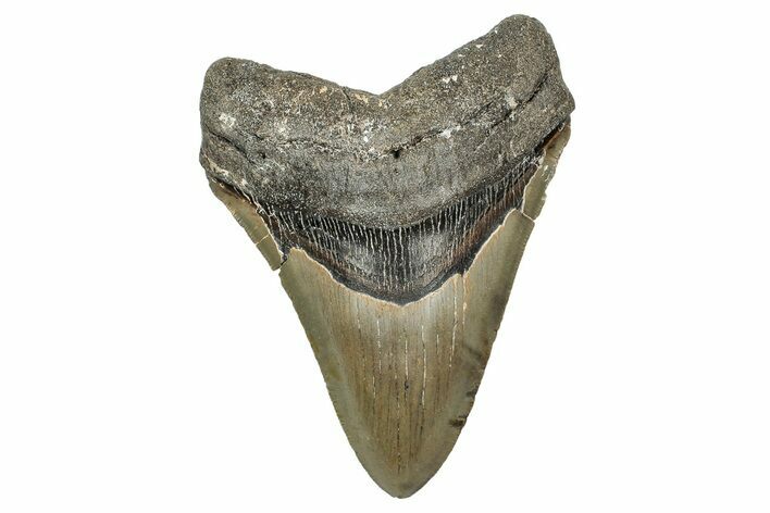 Serrated, Fossil Megalodon Tooth - North Carolina #340853
